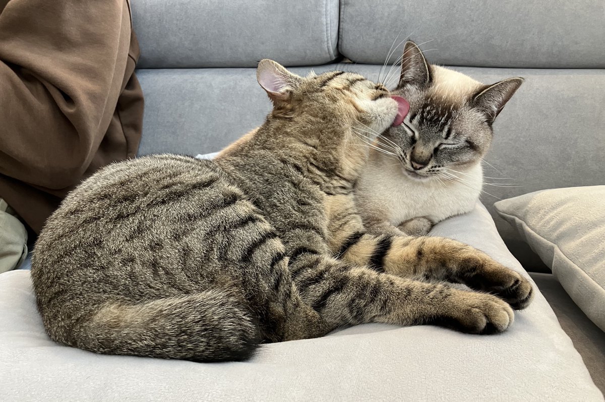 昼休みのねこ tweet media