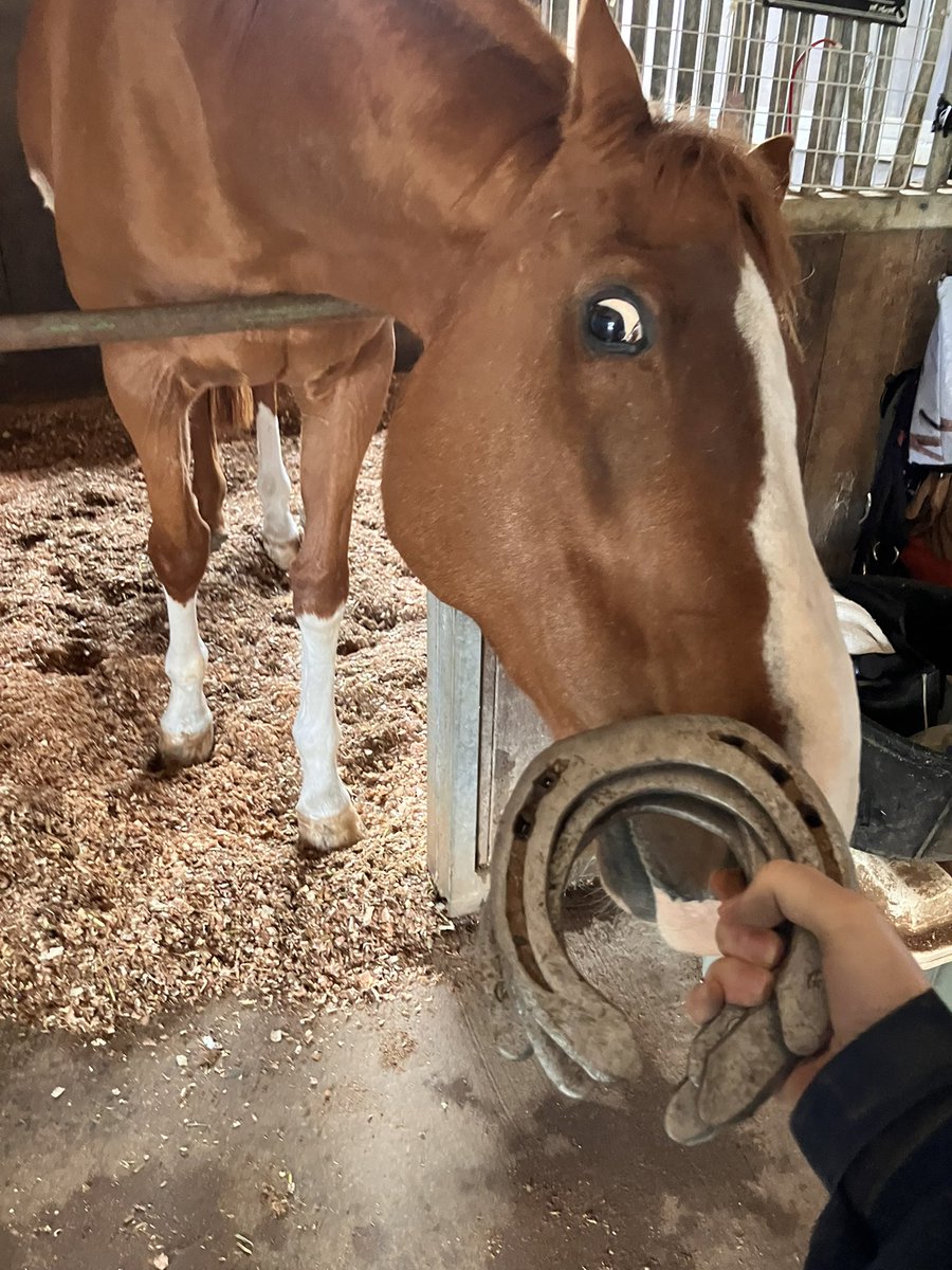 すあま@愛馬ルミといっしょ tweet media