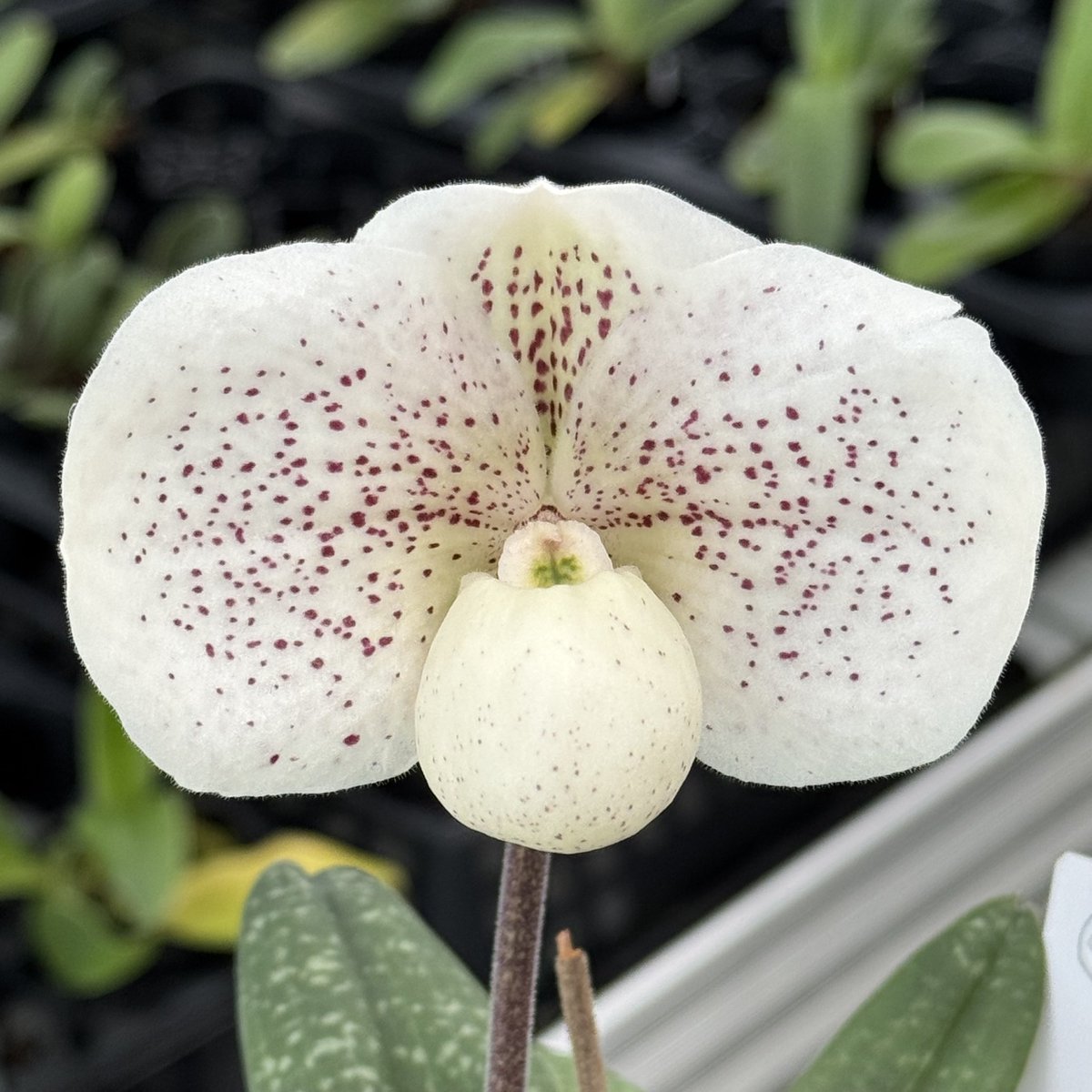 paphiofun tweet media