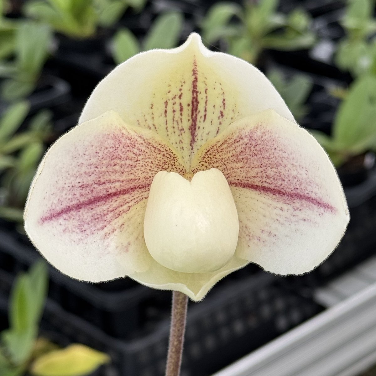 paphiofun tweet media