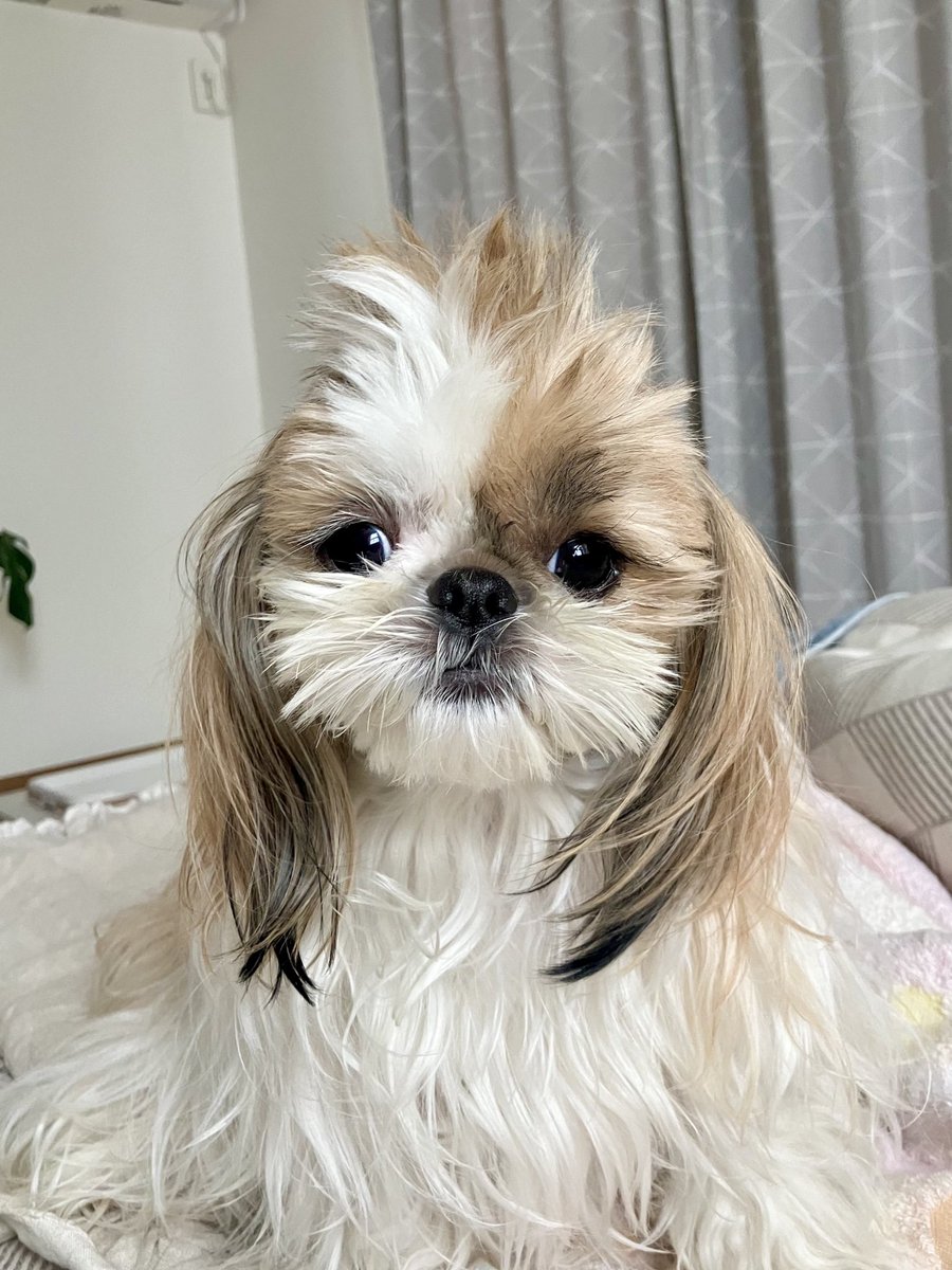 小顔シーズーこまちゃん tweet media