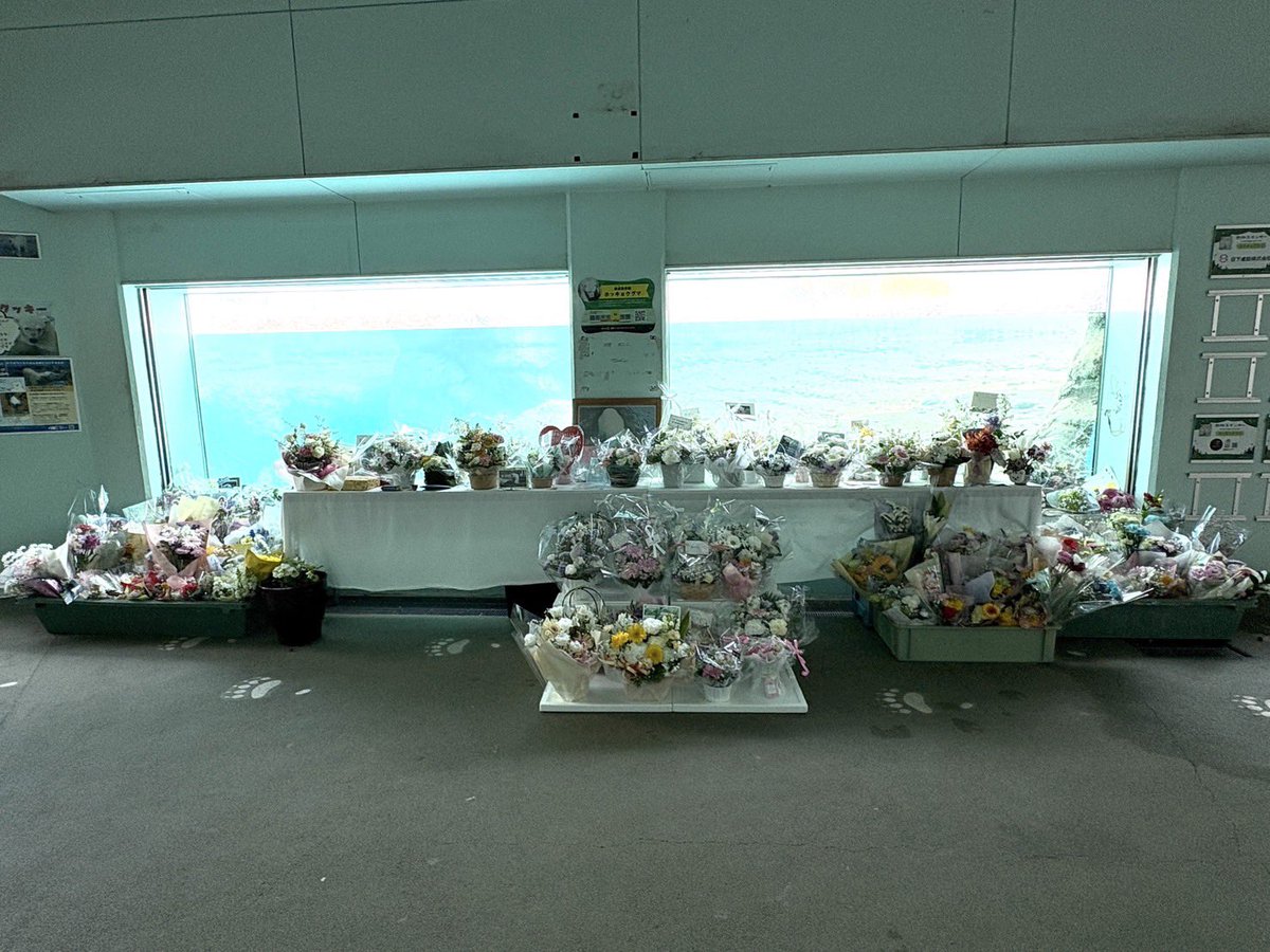 昨日で、クッキーの献花台は終了させて頂きました。

沢山の方からお花やメッセージなどを頂き、クッキーが皆様に愛されていたことを改めて感じました。

本当にありがとうございました。

#のんほいパーク #豊橋 #動物園 #ホッキョクグマ #クッキー