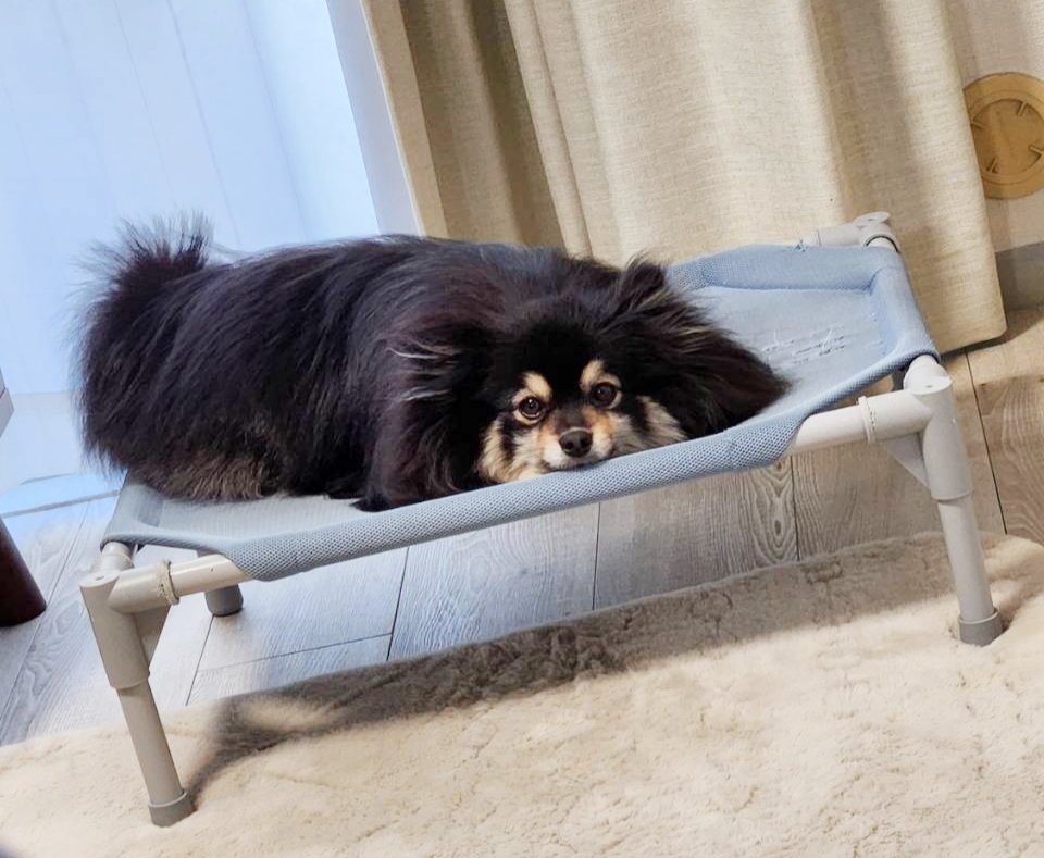 いときち🐶愛棒はポメラニアン tweet media