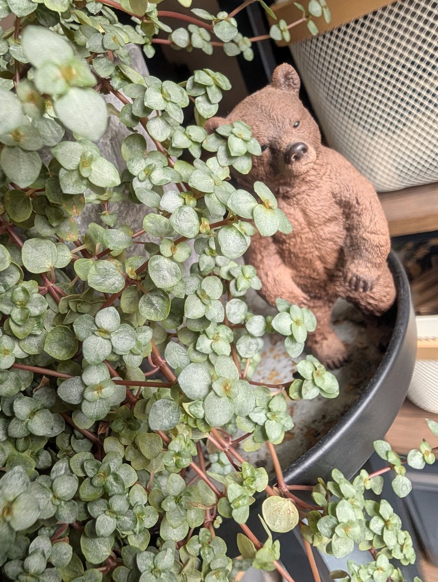 のりりん tweet media