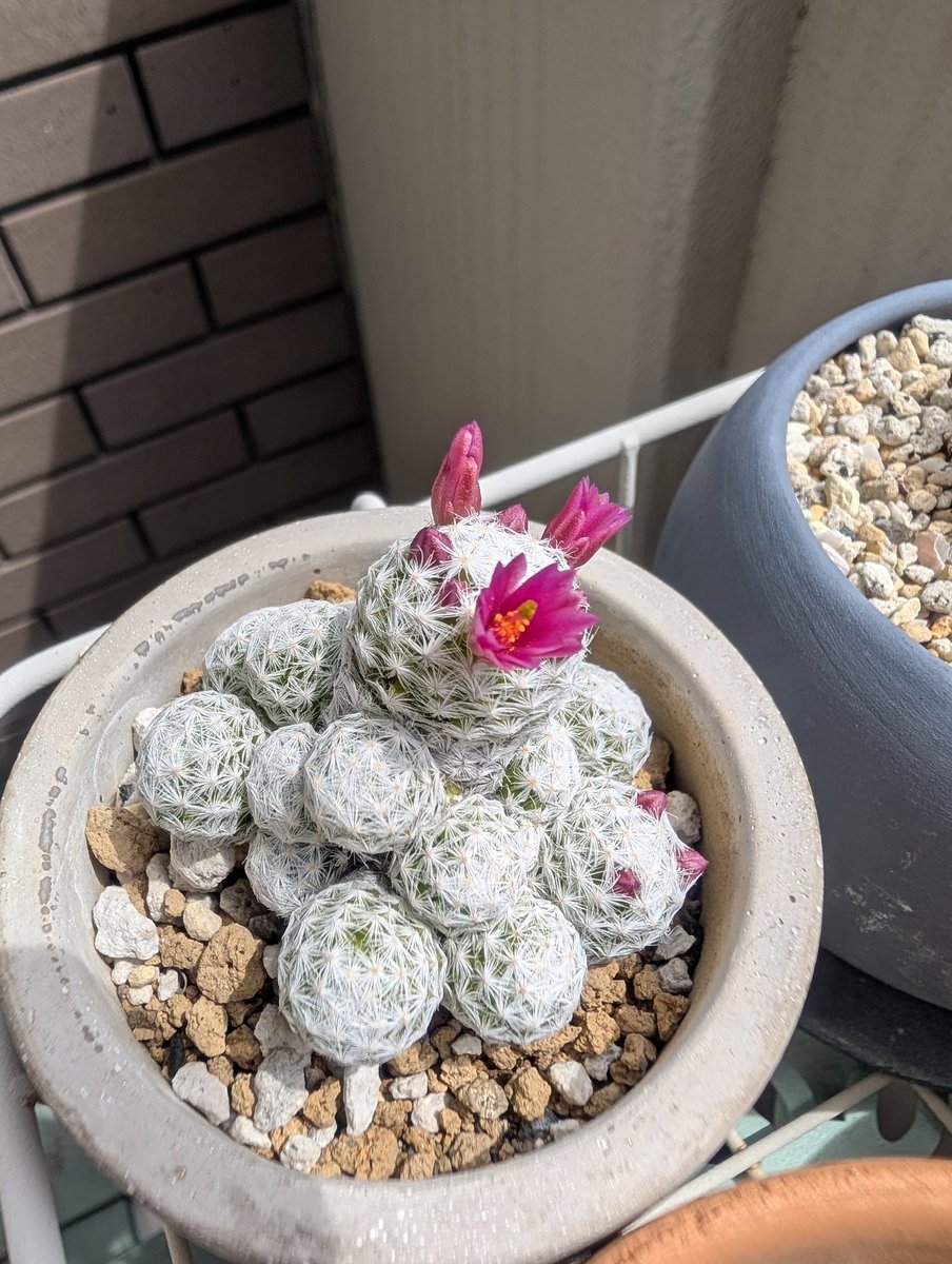 のりりん tweet media