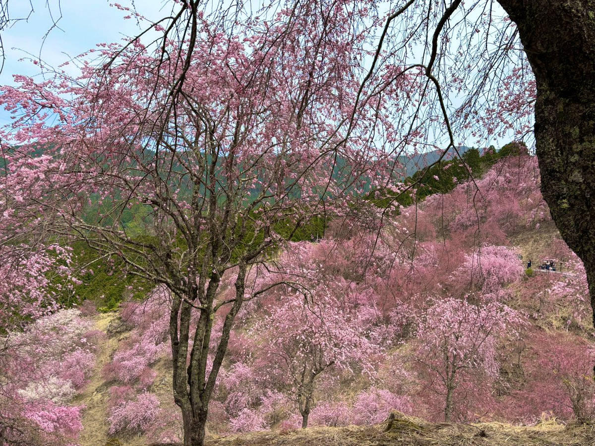 しののめ🌙東雲 tweet media