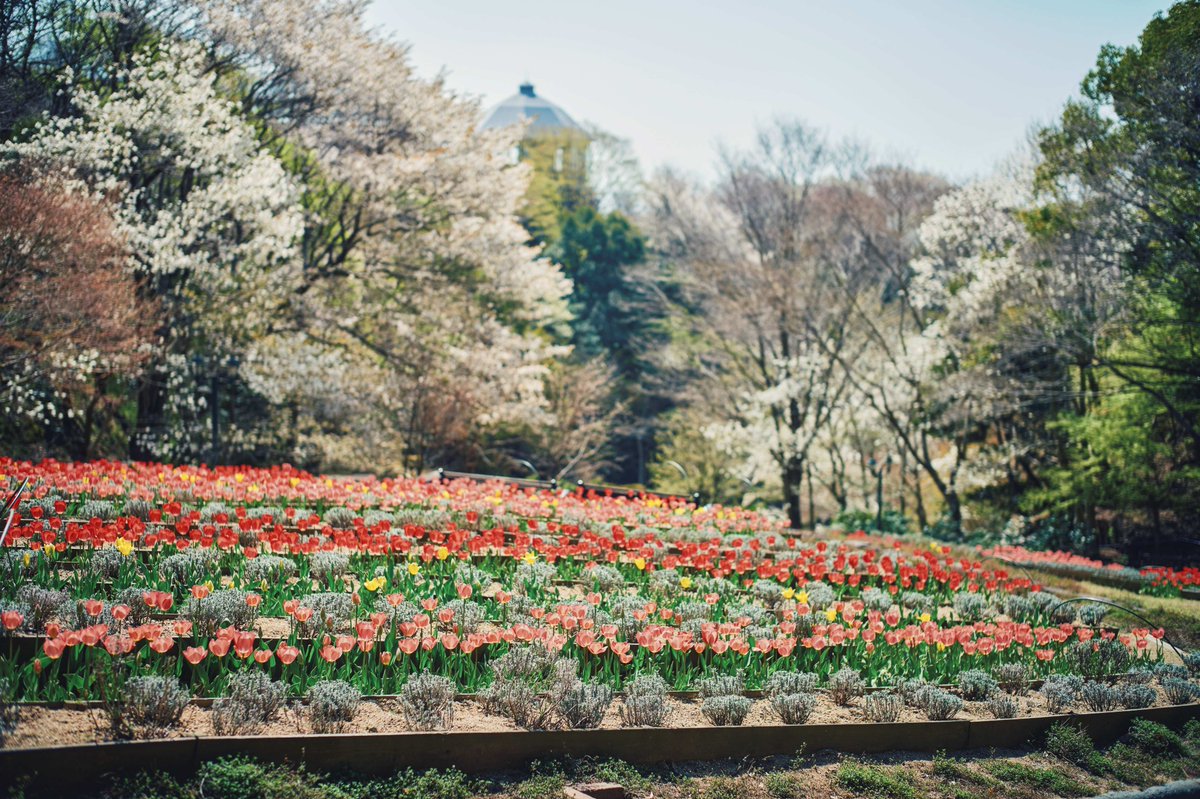 神戸布引ハーブ園/ロープウェイ【公式】 tweet media