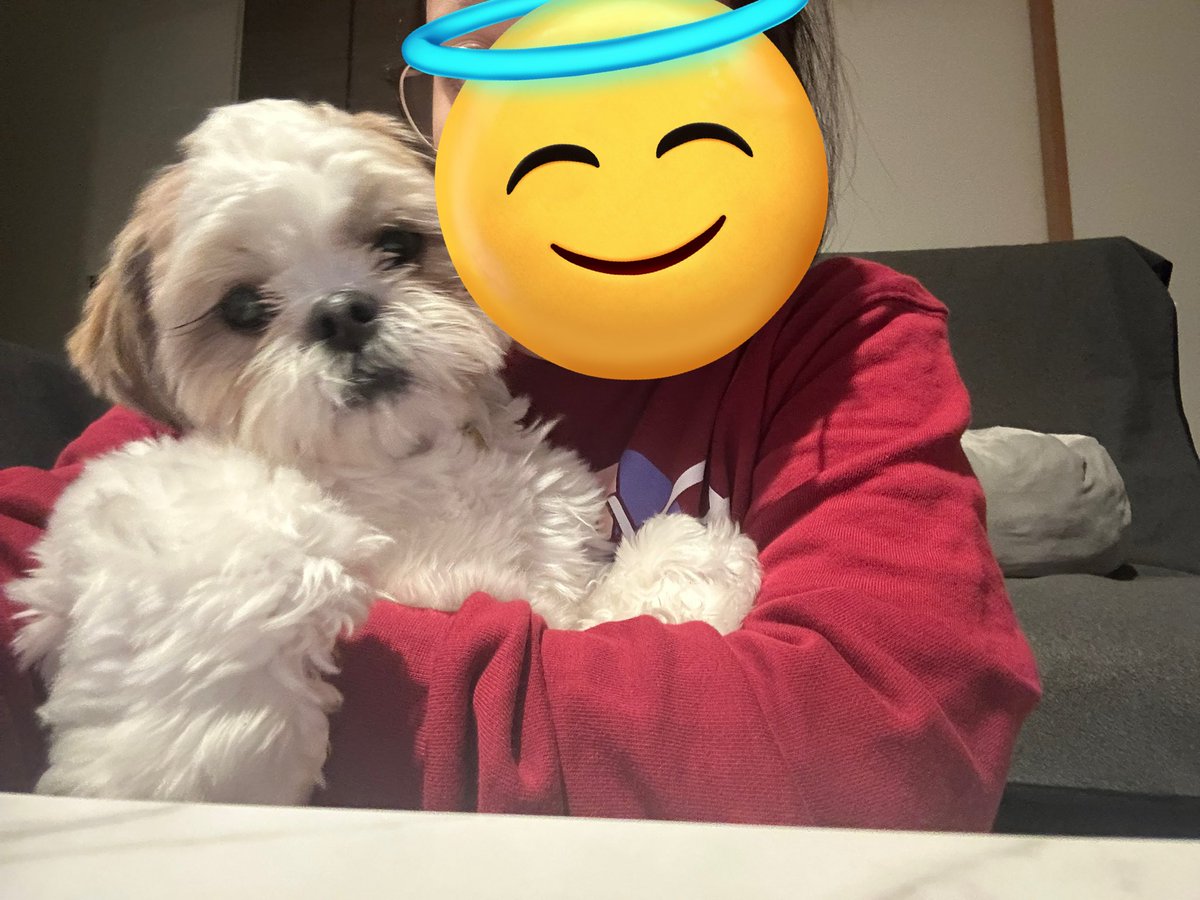今日はビッグベイビーちゃんのトリミングの日です🐶✂️

#シーズー #犬好きさんと繋がりたい