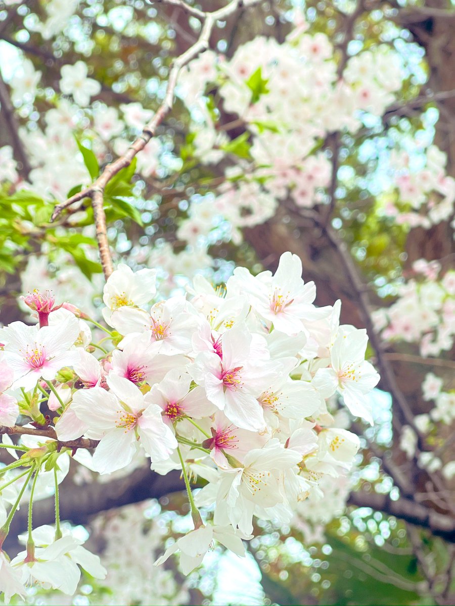 石田 英輔 tweet media