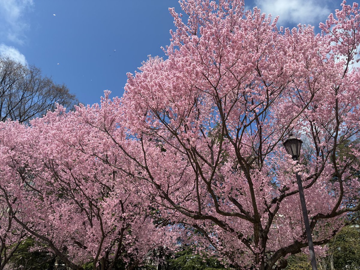 まておりっち tweet media