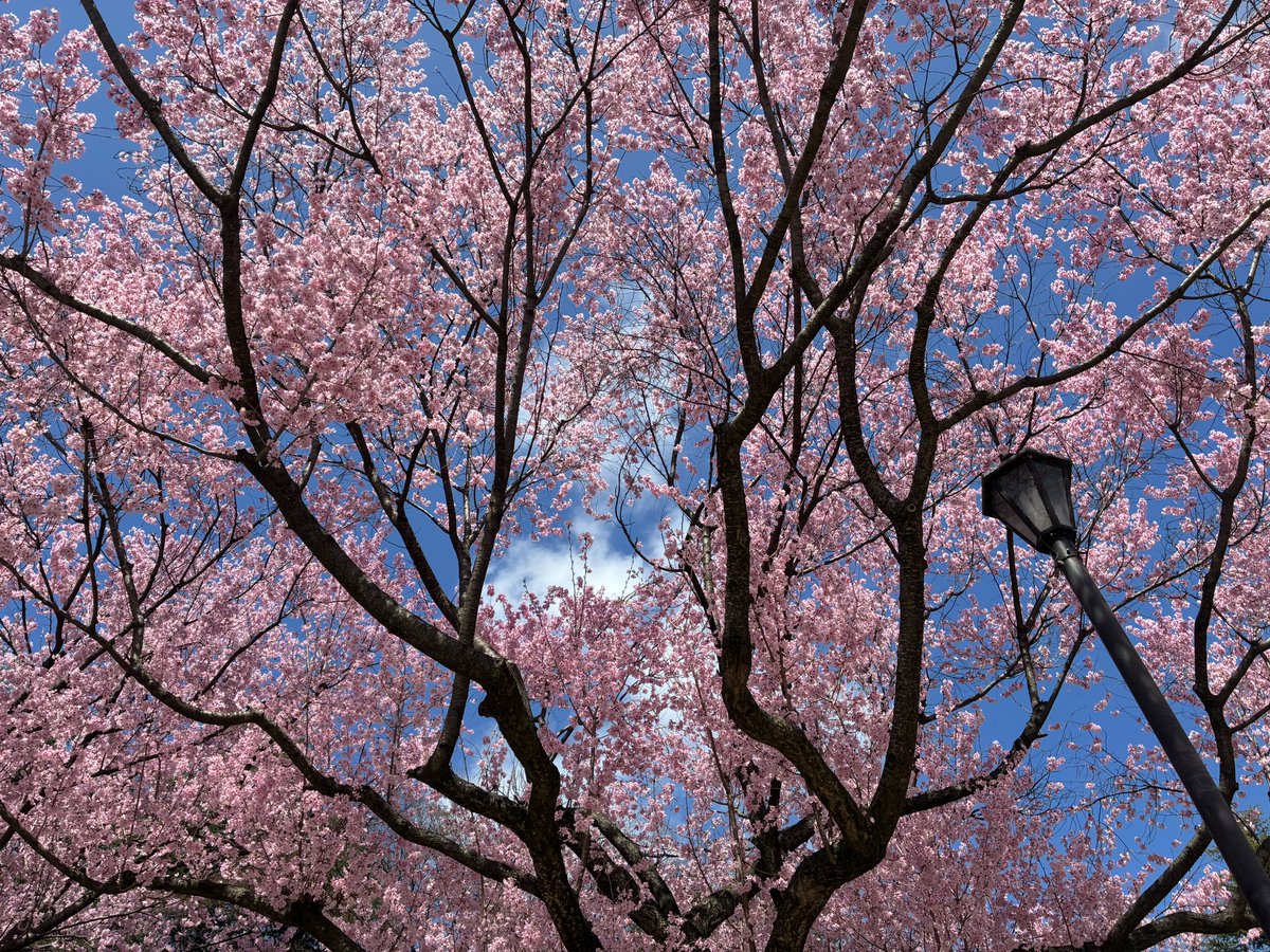 まておりっち tweet media