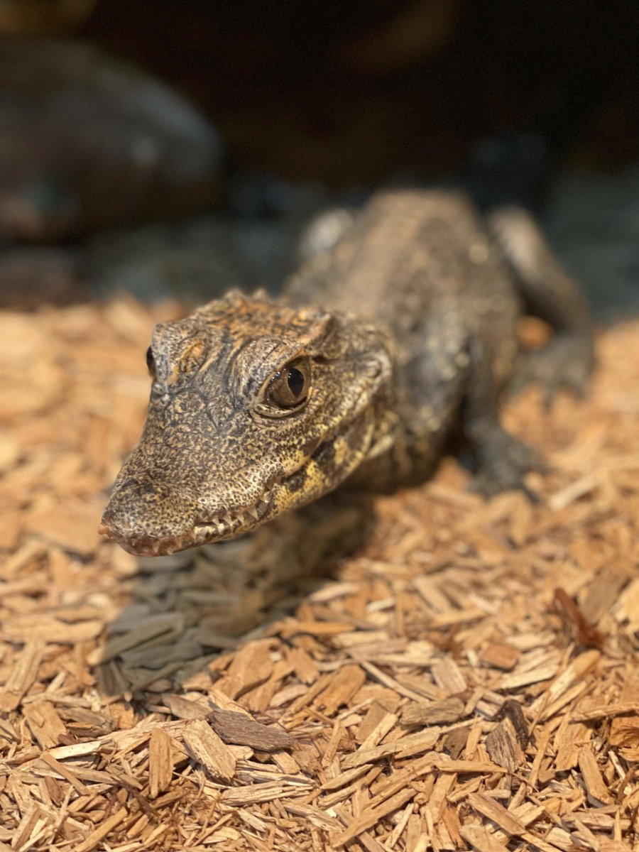 Denver Zoo Conservation Alliance tweet media