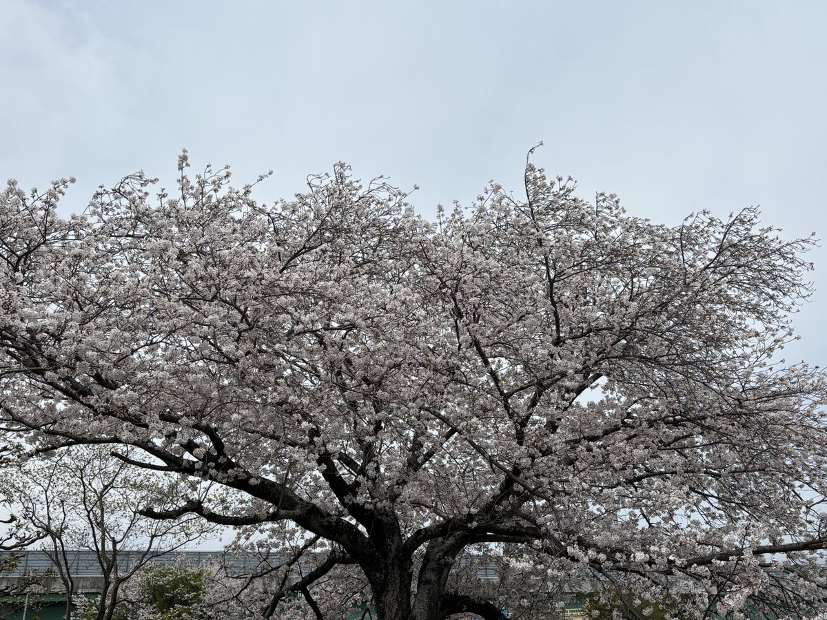 昼食後の散歩🚶
綺麗に咲いてました🌸