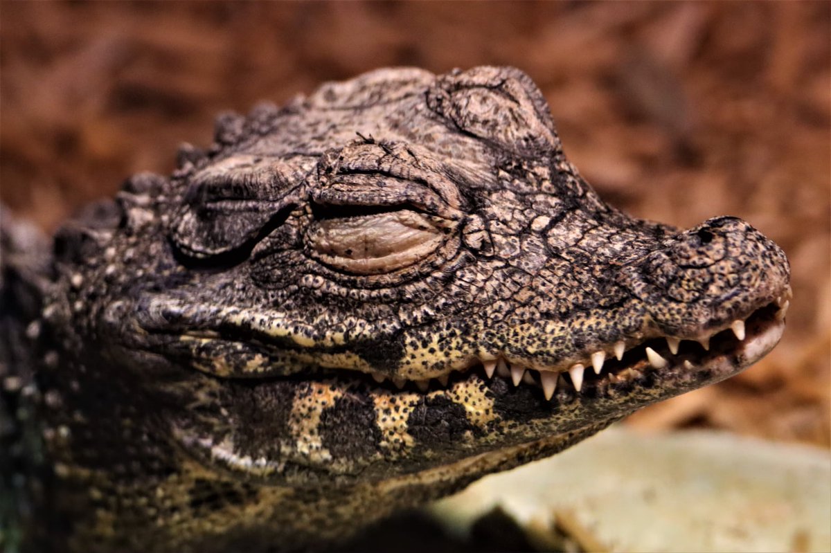 Denver Zoo Conservation Alliance tweet media