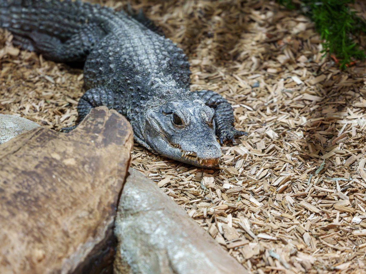 Denver Zoo Conservation Alliance tweet media