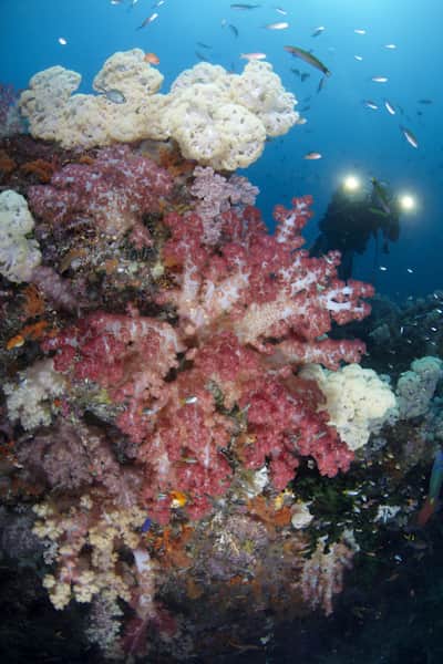 Diving_deals's tweet photo. April Special Offers from Premier Liveaboard Diving, 50% off the Maldives, 30% off Raja Ampat, 40% off in Komodo &amp; much more.. - https://t.co/YwtUYd1E0z https://t.co/0vYjfGNmxa
