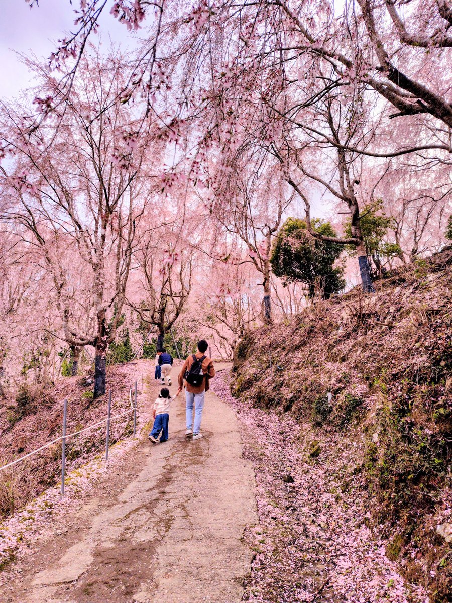 【ゆうかの里】
なんもないで有名?な徳島の神山の奥地に
山ひとつが枝垂れ桜で埋め尽くされる場所がある。
360°どこを見渡してもサクラピンクで異世界感が半端ないからぜひ一度体感してほしい。
駐車場代も入園料とかも全て無料なので大渋滞になるのが困りどころ…
せめて駐車場代くらい取ってくれ～ 