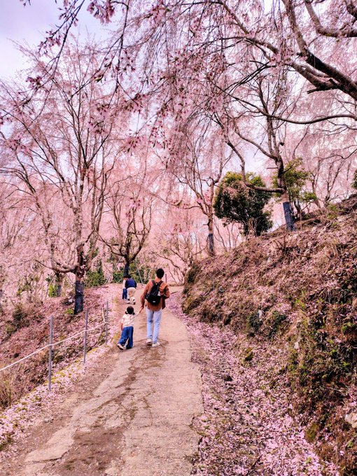 【ゆうかの里】
なんもないで有名?な徳島の神山の奥地に
山ひとつが枝垂れ桜で埋め尽くされる場所がある。
360°どこを見渡してもサクラピンクで異世界感が半端ないからぜひ一度体感してほしい。
駐車場代も入園料とかも全て無料なので大渋滞になるのが困りどころ…
せめて駐車場代くらい取ってくれ～ 