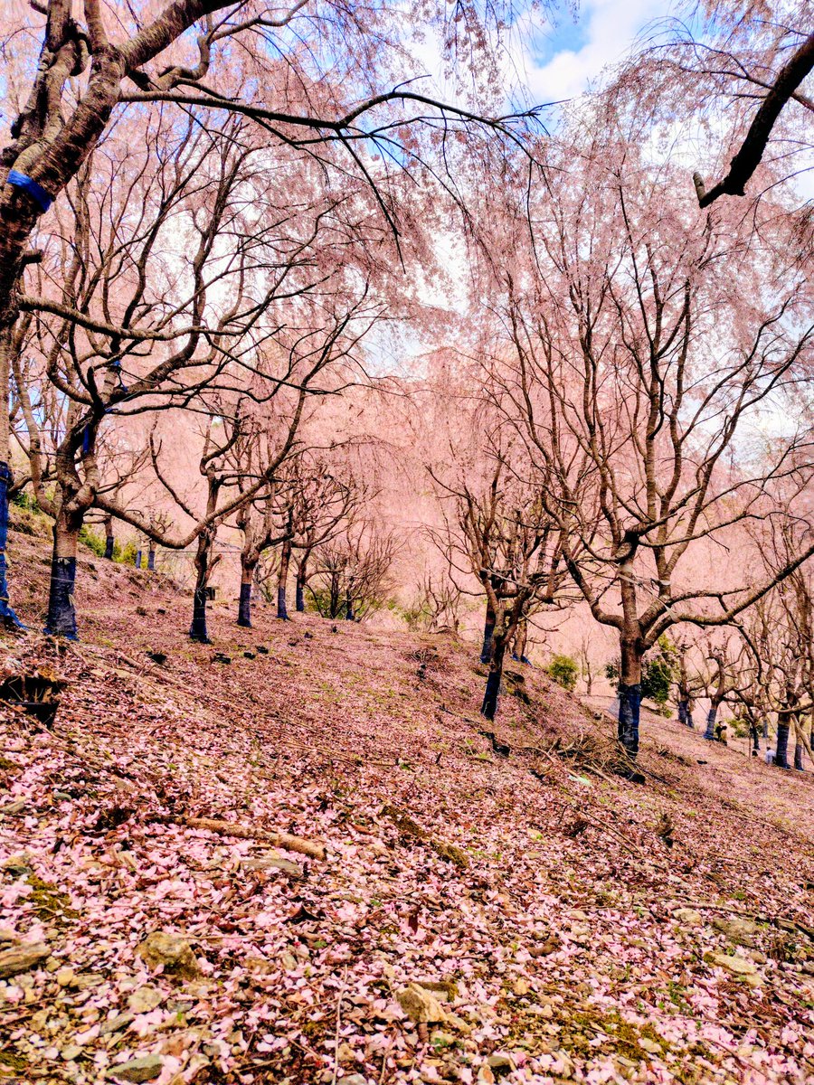 【ゆうかの里】
なんもないで有名?な徳島の神山の奥地に
山ひとつが枝垂れ桜で埋め尽くされる場所がある。
360°どこを見渡してもサクラピンクで異世界感が半端ないからぜひ一度体感してほしい。
駐車場代も入園料とかも全て無料なので大渋滞になるのが困りどころ…
せめて駐車場代くらい取ってくれ～ 