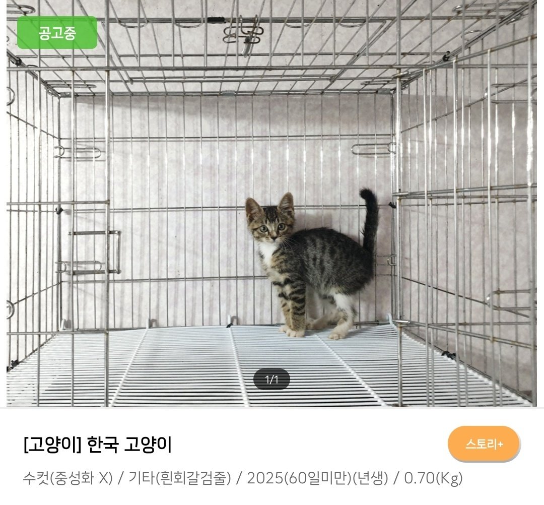 어리 𝒕𝒉𝒆 𝒈𝒓𝒆𝒂𝒕 𝒄𝒂𝒕 tweet media