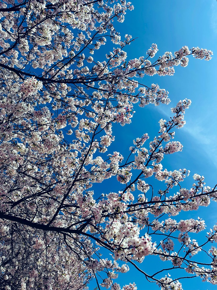 中嶋ユキノ tweet media