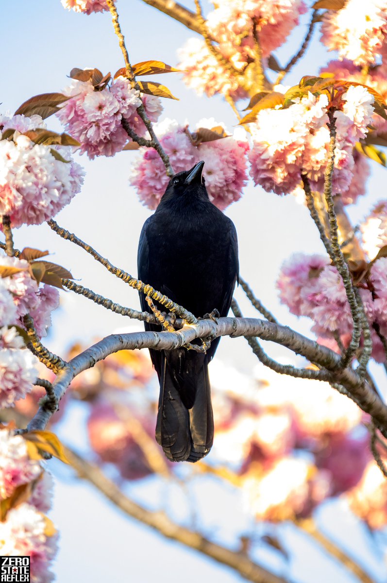 Zero State Reflex tweet media