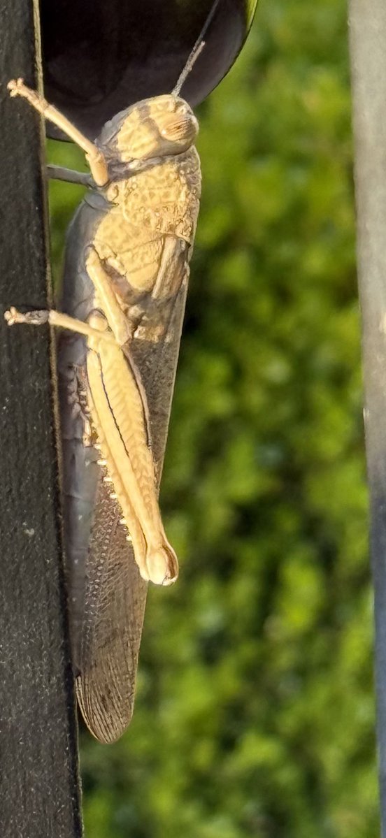 eatinglasvegas's tweet image. Holy locust! 
This big boy topped out at 5” and looked like he could devour a whole Mondell Pine. 
#springhassprung #LasVegas 
🦗🦗🦗🦗🦗