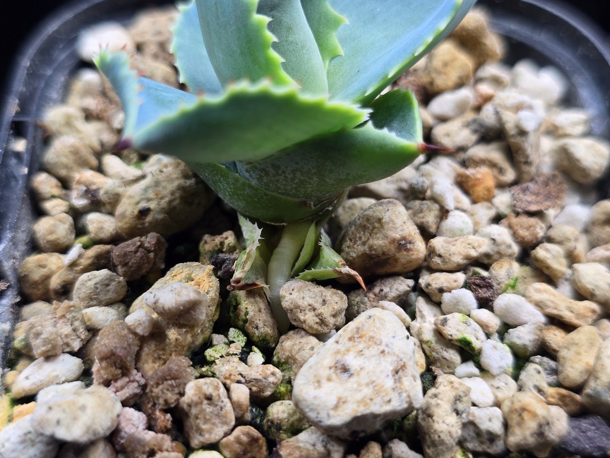 AGアガベ垢 tweet media