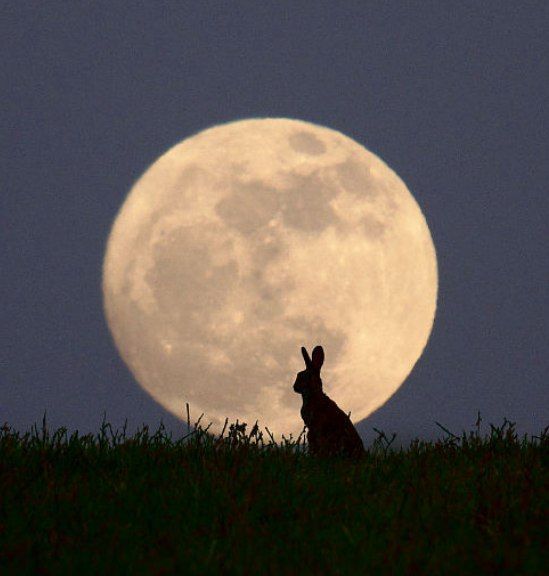 Sketchy Mouse tweet media