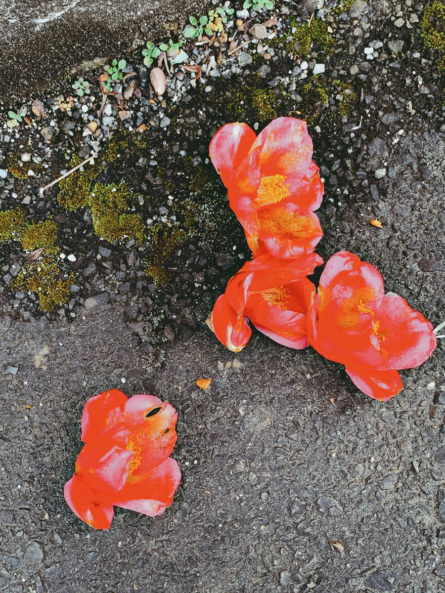 ミナミ tweet media