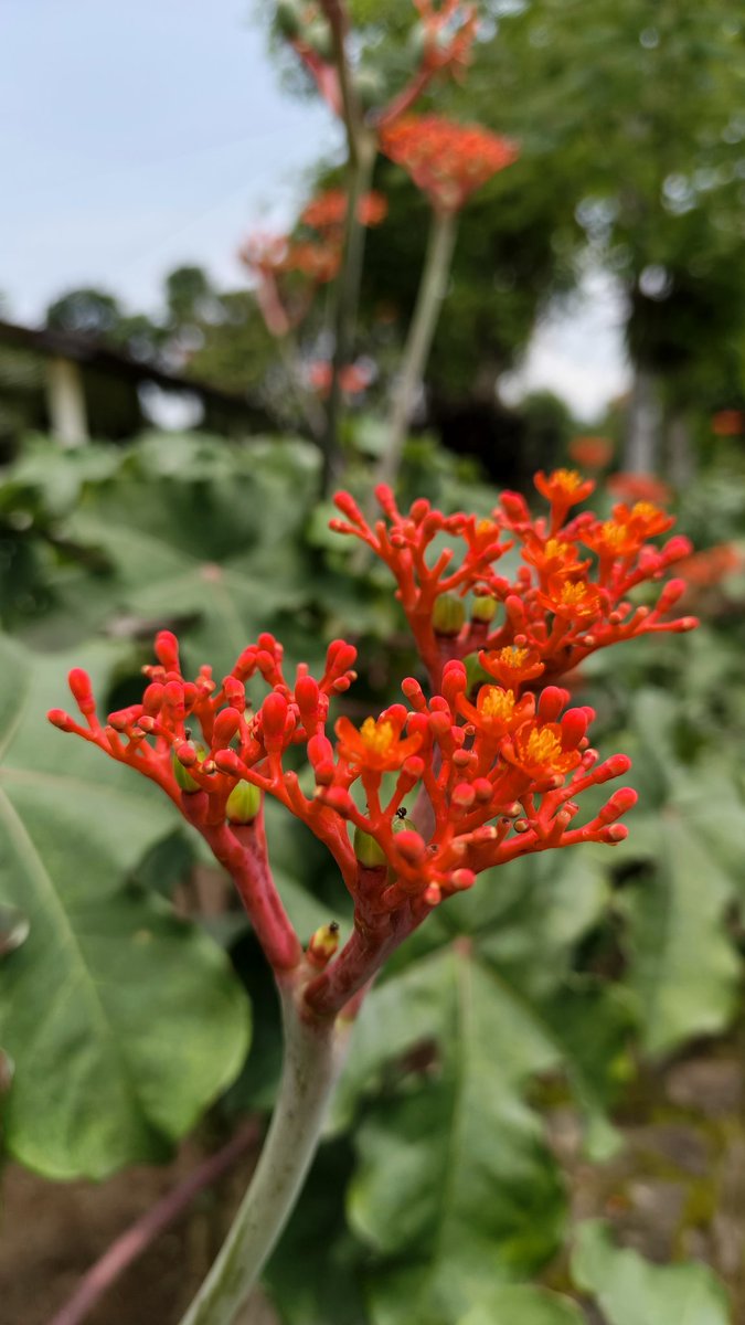 bib new edition tweet media