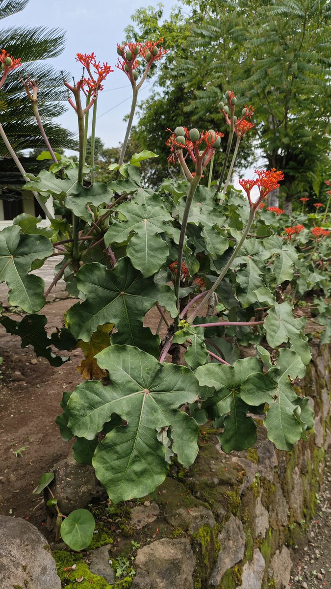 bib new edition tweet media