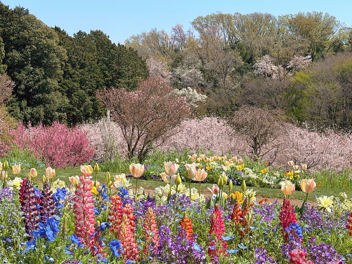 しらとあきこ tweet media