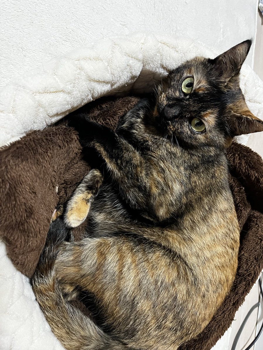 みりん🥦たいやき tweet media