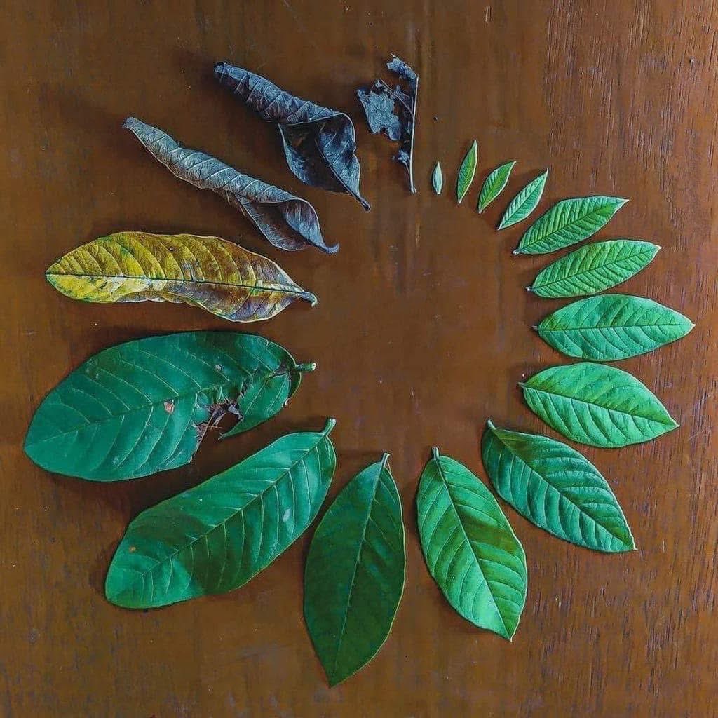 Parveen Kaswan, IFS tweet media