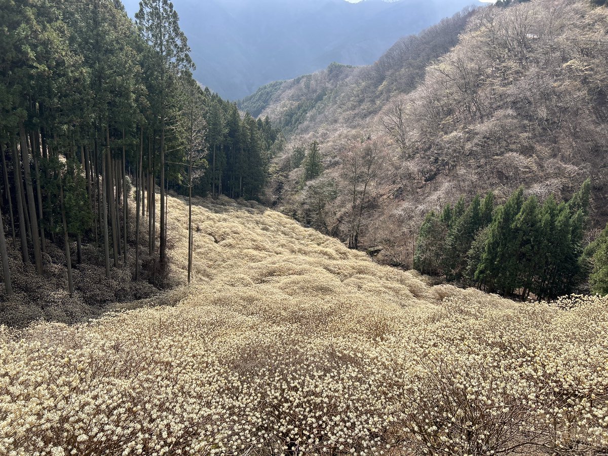 ヨシナガ tweet media