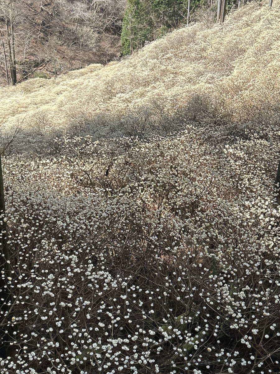 ヨシナガ tweet media