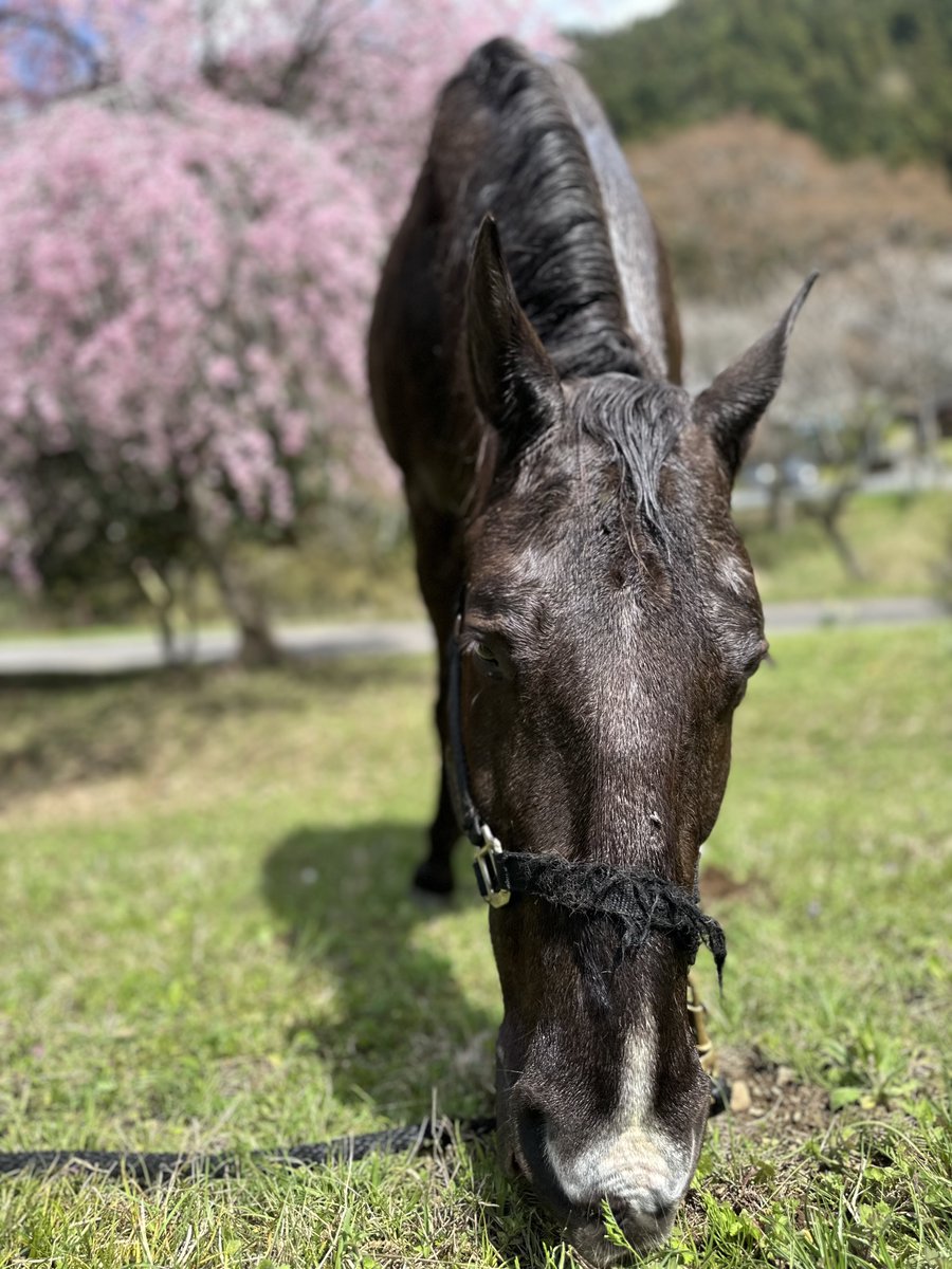 【公式】ゴクウホースビレッジ【Gocoo horse village】【乗馬】 tweet media