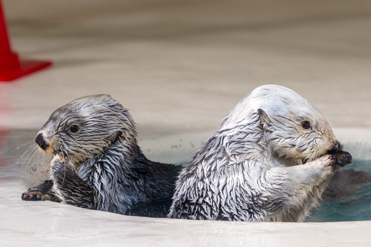 スコンブ3rd tweet media