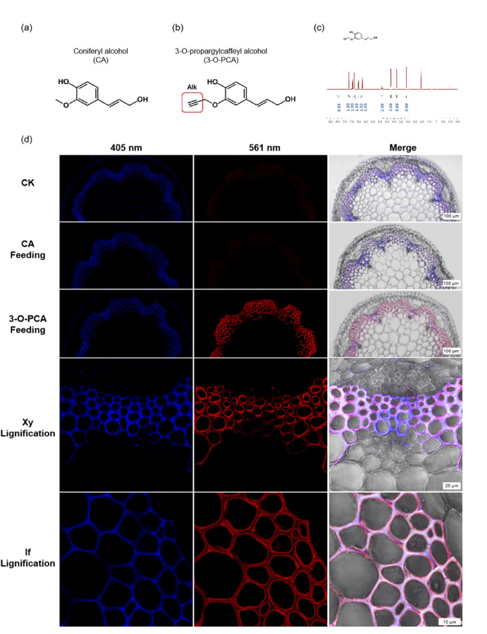 PPhenomics's tweet image. New click chemistry imaging reveals stone cell formation in pears starts at 10 days post-bloom, spreading via domino effect! This cellular roadmap could revolutionize fruit quality breeding. #PlantScience #Bioimaging #Horticulture
Details: doi.org/10.1016/j.plap…