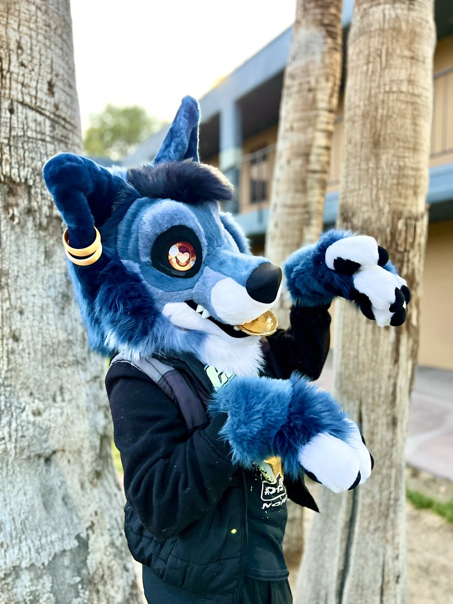 🌴✨Scout Pawfoot 🔜FWA, FURLANDIA, GALACTIC CAMP tweet media