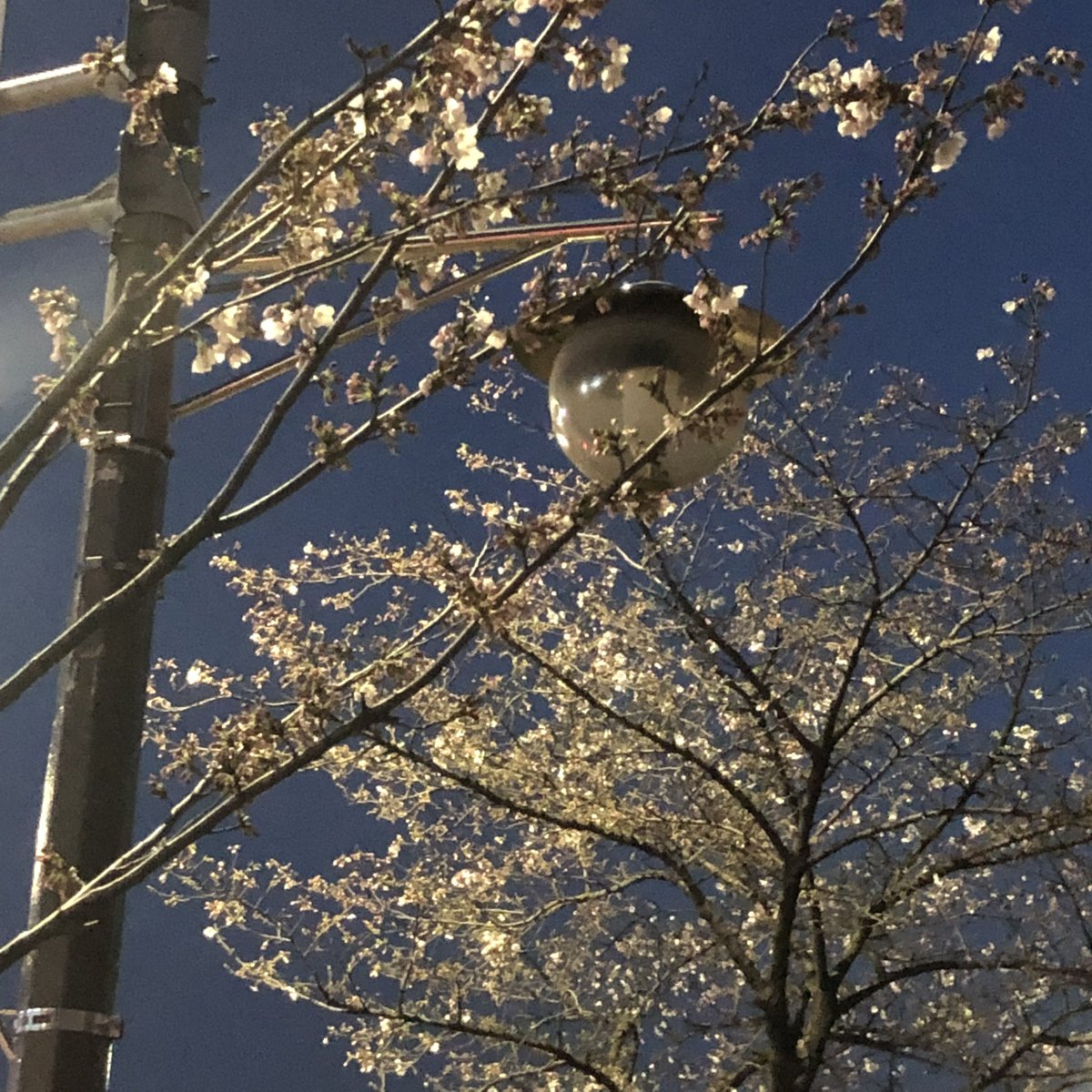 캬엉캬옹 tweet media