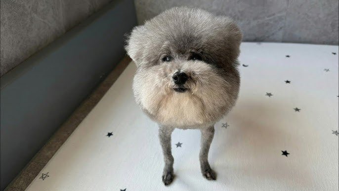 66yr old CSM fan ⛓️🚹 tweet media