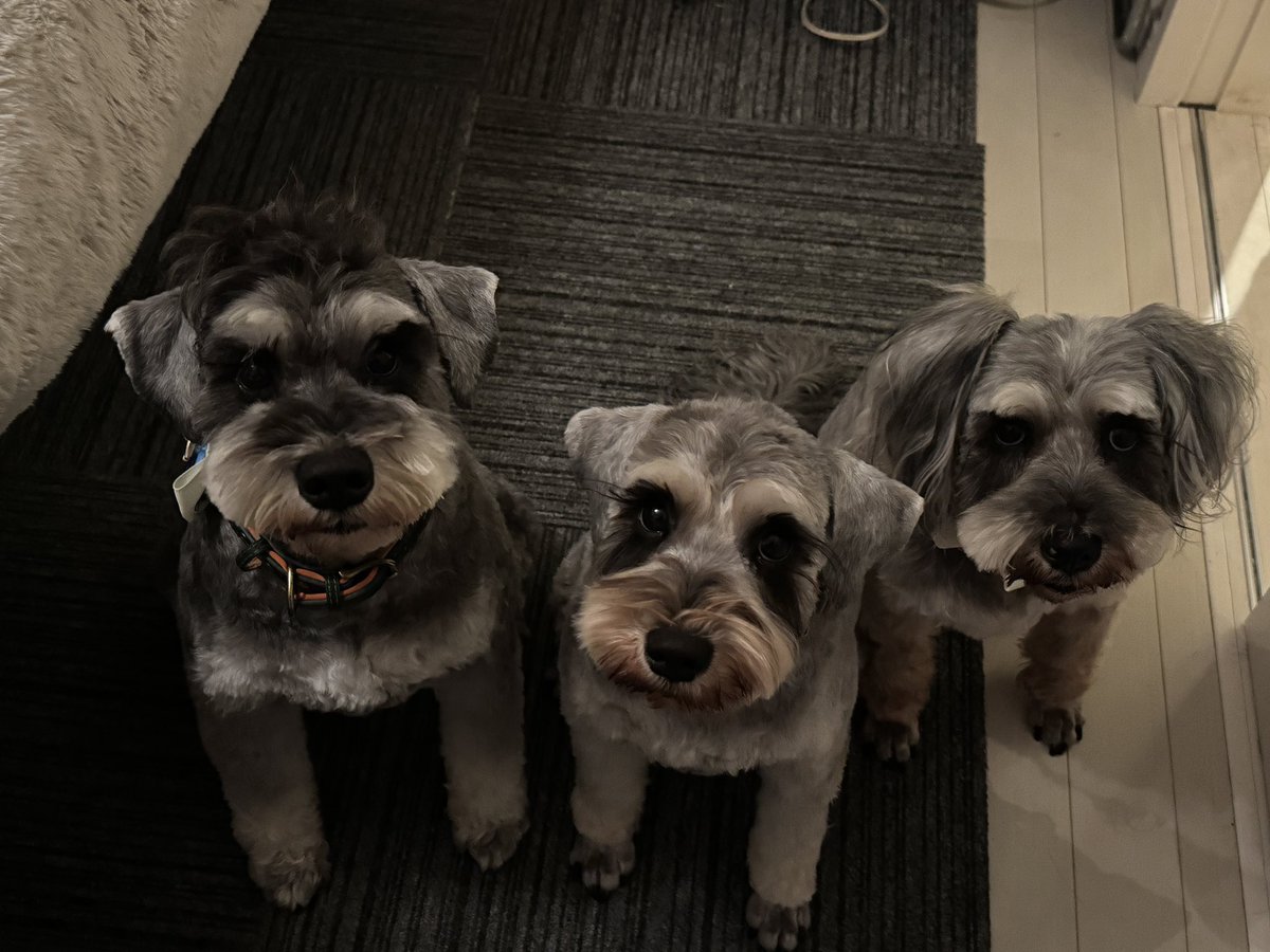 まんまる堂のいぬ tweet media