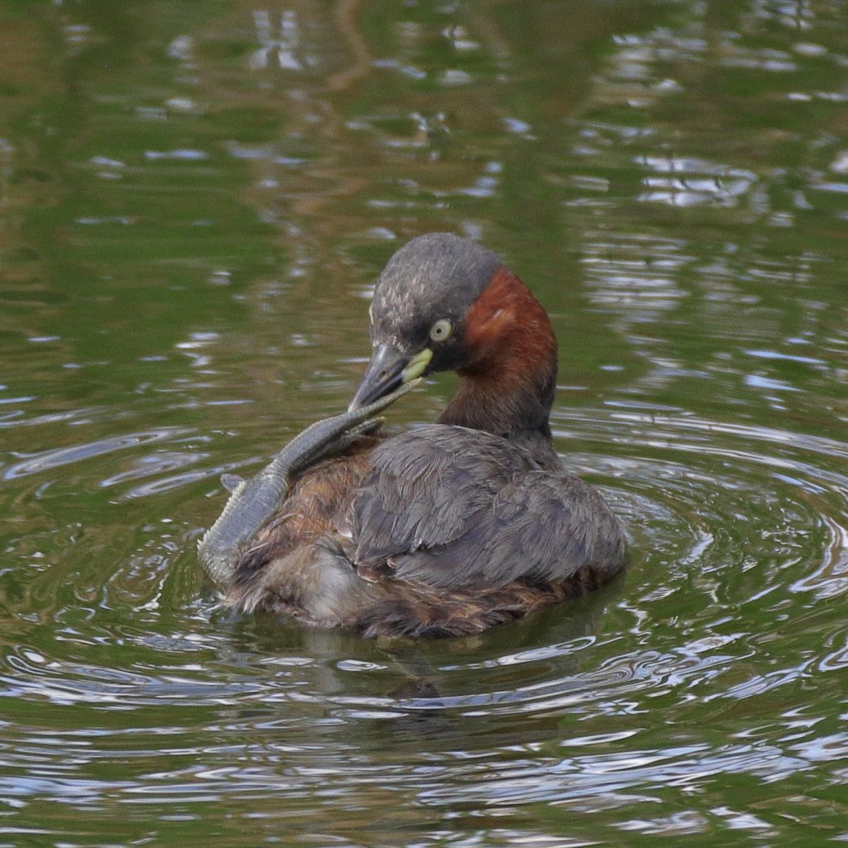 かぴぃ tweet media