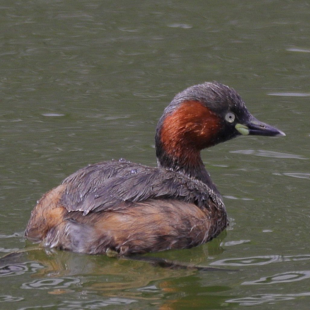 かぴぃ tweet media