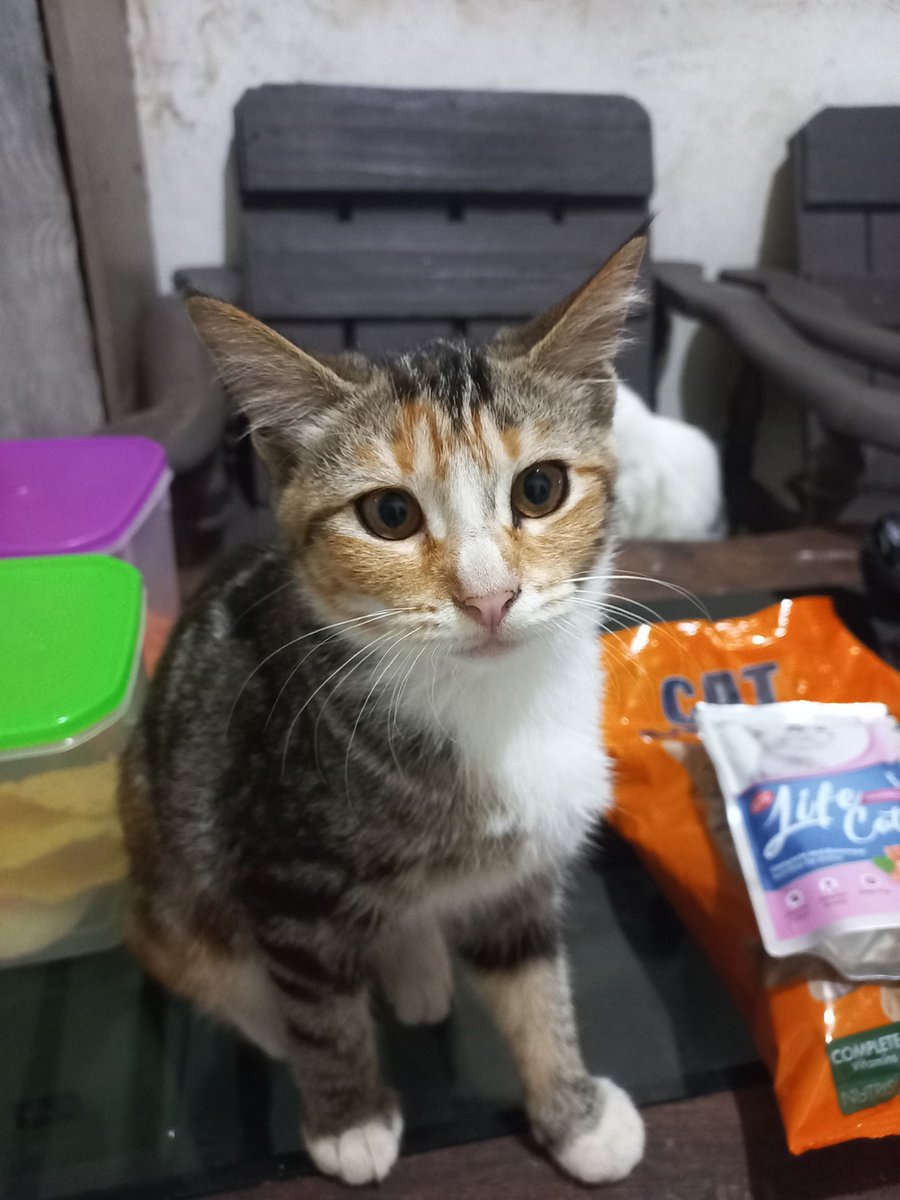 Roomanda tweet media