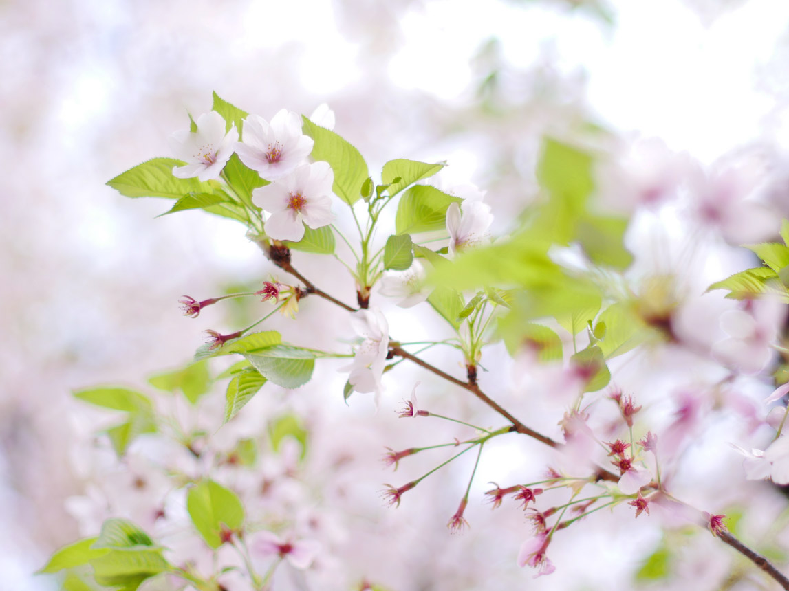 近所の公園の葉桜がとても綺麗です。 ?パナソニック LUMIX G8 