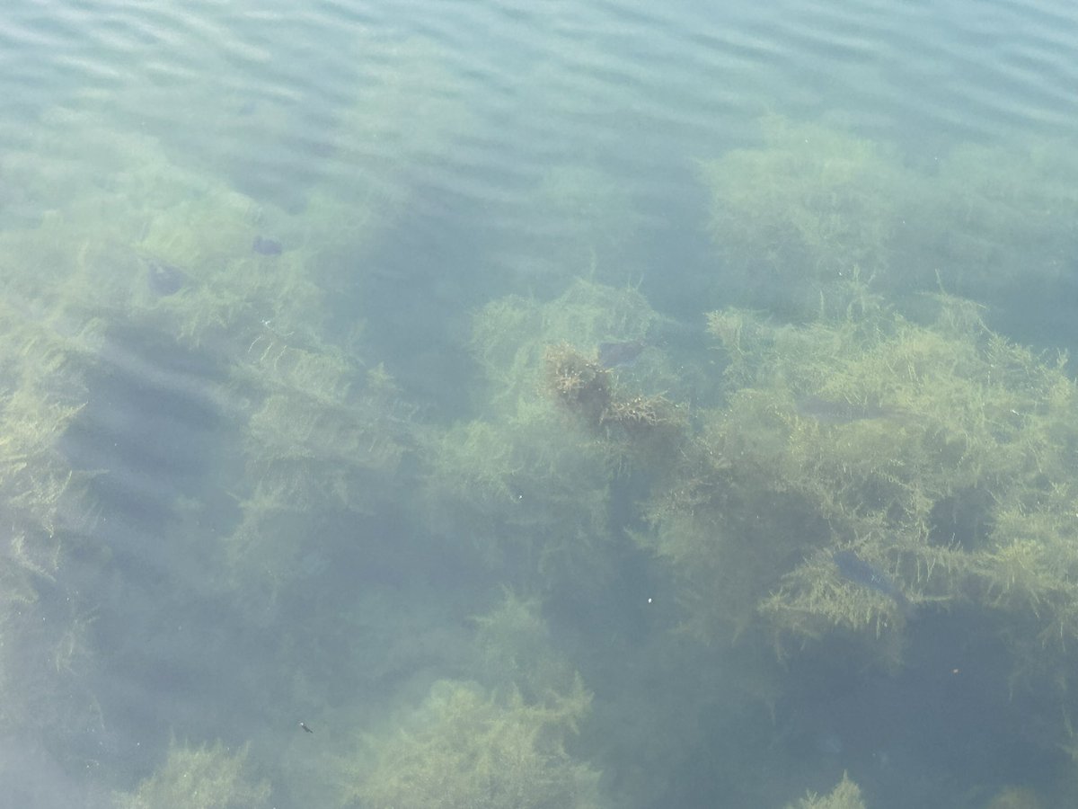 とるねこ@釣り好き薬剤師🎣 tweet media