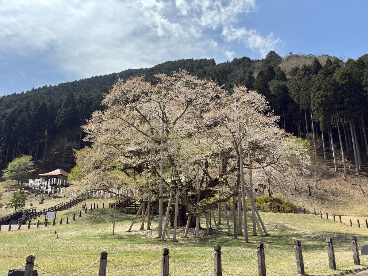 YosayYo's tweet photo. 根尾谷　淡墨桜🌸
前日の風雨にも耐え
花���を楽しむ事が出来ました😊 https://t.co/iKMSBK2MKt